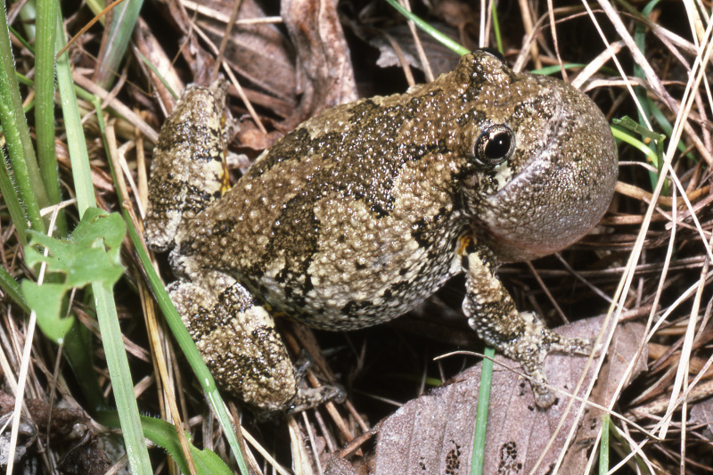 Gray treefrog (Hyla versicolor). Gray treefrog (Hyla versicolor). Credit: Jack Ray